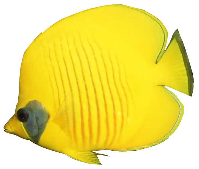 Angelfish Png Background Image (white, gold, yellow)