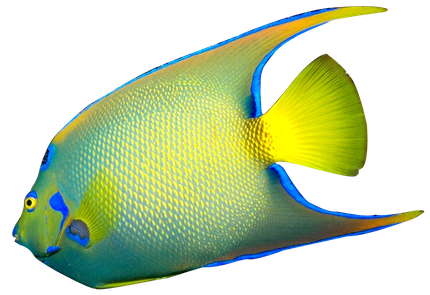 Angelfish Png File (black, yellow)