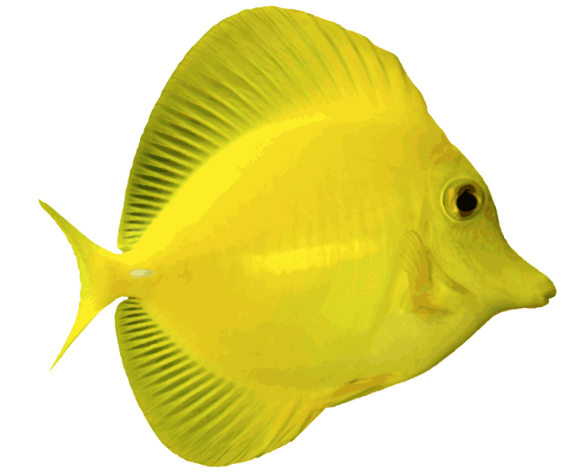 Angelfish Png Free Download (white, yellow, gold)