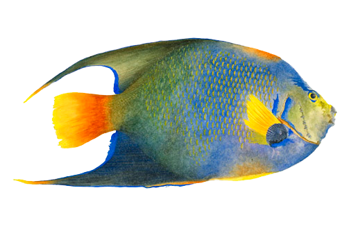 Angelfish Png Image (white, orange, gray)