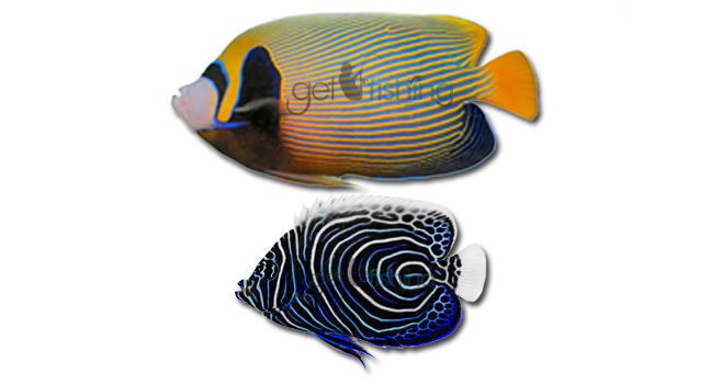 Angelfish Png Photo (white, black, silver, lavender, gray)