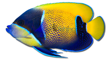 Angelfish Png Pic (black, gold)