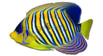 Angelfish Png Transparent Hd Photo (orange, black)