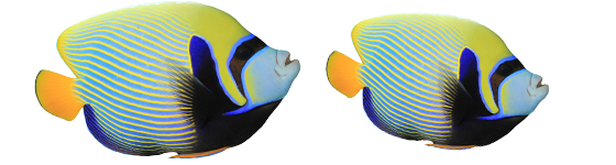 Angelfish Png Transparent (white, black)