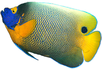 Angelfish Transparent Background (white, beige, black, gold)