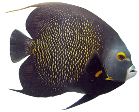 Angelfish Transparent Images Png (black)