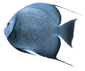 Angelfish Transparent Png (silver, black, gray, teal)