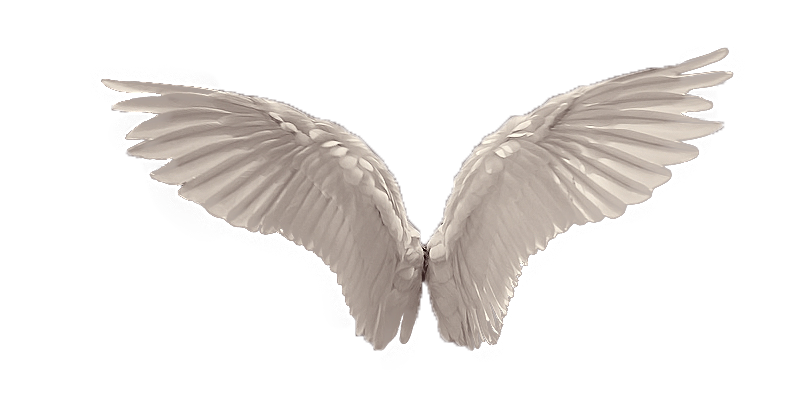 Angels Wing Download Png Image (white, black, gray, silver)