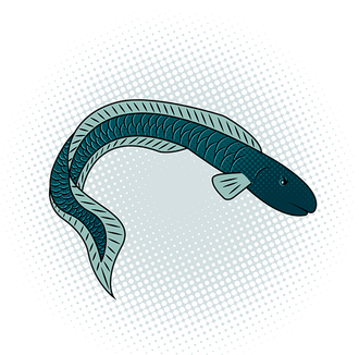 Anguilla Png File (black, teal)