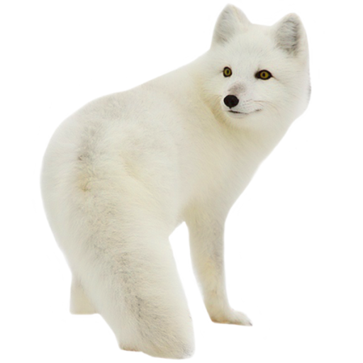 Snow Arctic Fox Png Clipart (black, silver, beige)