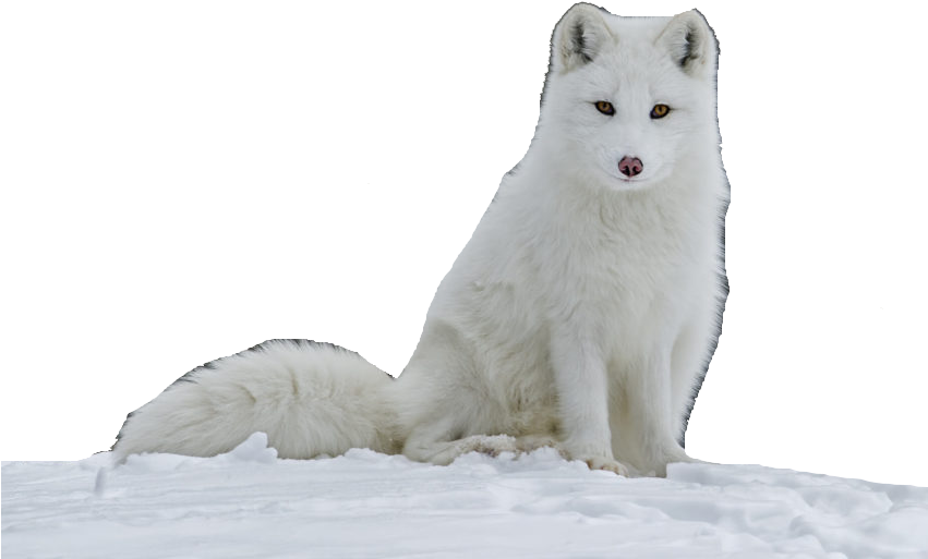 Snow Arctic Fox Png File (black, silver, lavender)