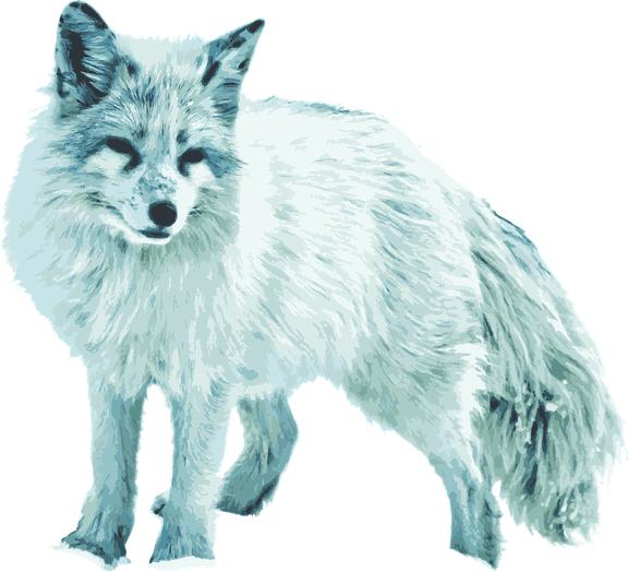 Snow Arctic Fox Png Hd (black, silver, lavender)