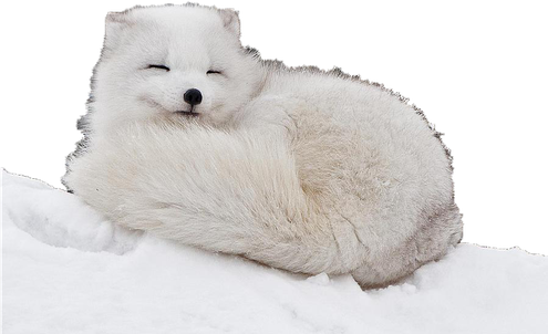 Snow Arctic Fox Png Image (black, lavender)