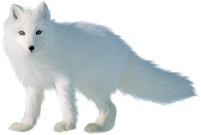 Snow Arctic Fox Png Photo (black, silver, gray)