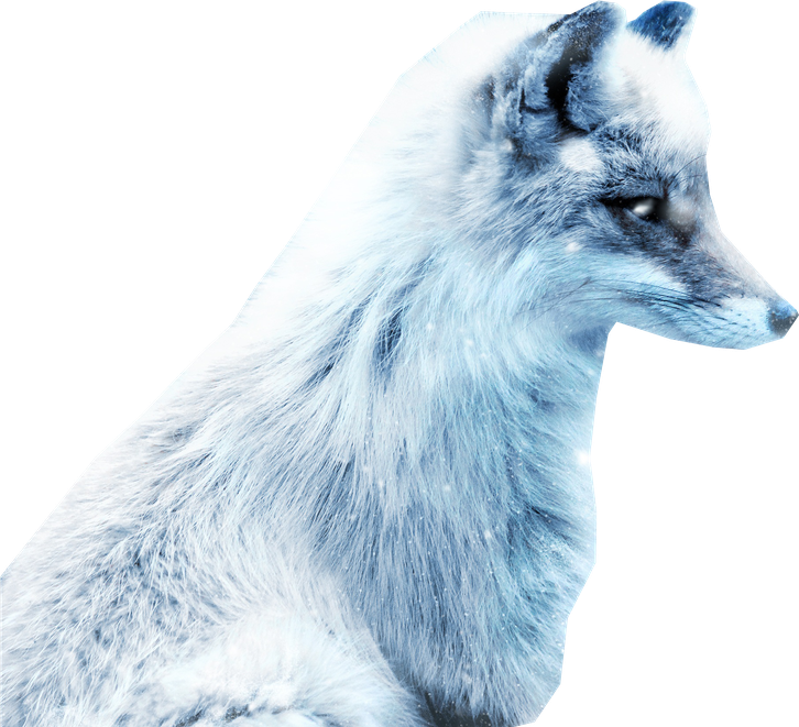 Snow Arctic Fox Png Photos (black, white, lavender)