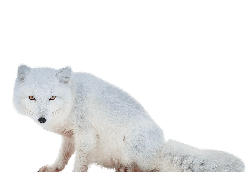 Snow Arctic Fox Png Pic (black, silver, beige, lavender)