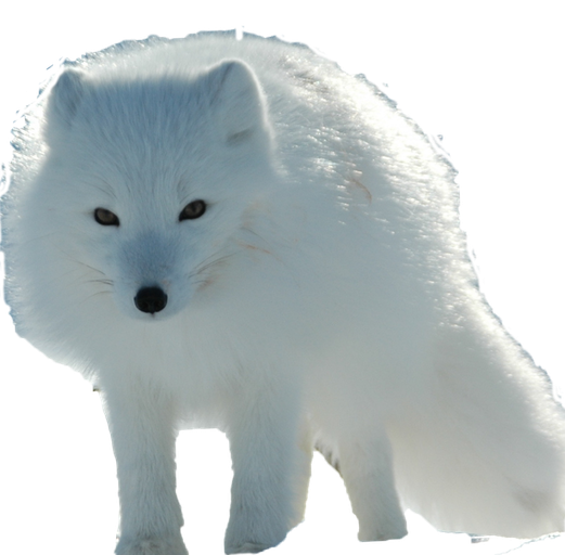 Snow Arctic Fox Png Transparent Image (black, silver, gray)