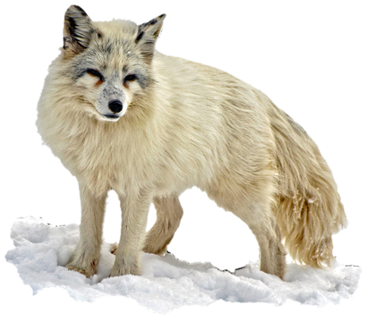 Snow Arctic Fox Png Transparent Picture (black, silver, lavender)