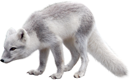 Snow Arctic Fox Transparent Images Png (black, silver)