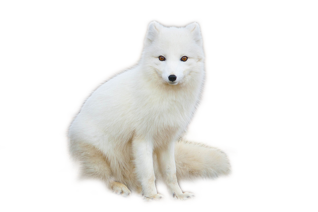 Snow Arctic Fox Transparent Png (silver, white, lavender)