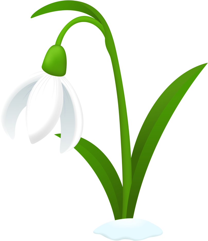 Snowdrop Png Background Image (black, lavender, white, olive)