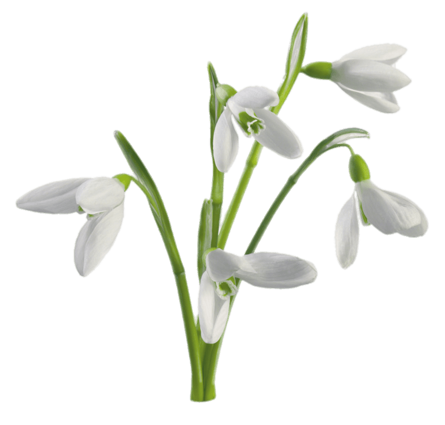 Snowdrop Png File (gray)