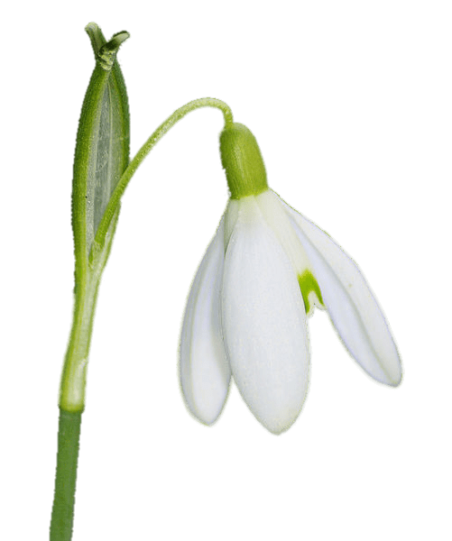 Snowdrop Png Hd (lavender, gray)