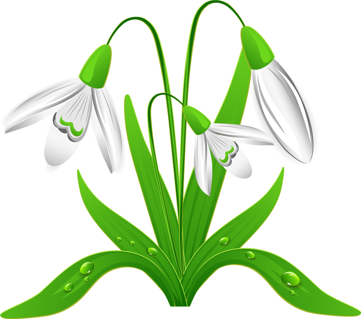 Snowdrop Png Isolated Hd Pictures (black, lavender, white, olive)