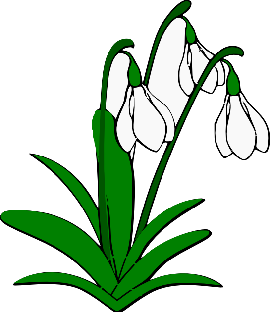 Snowdrop Png Isolated Picture (black, white, green)