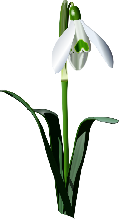 Snowdrop Png Transparent Image (black)