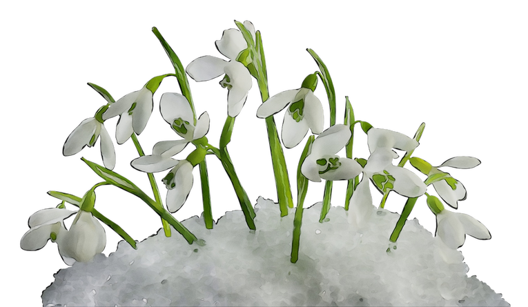 Snowdrop Png Transparent (black, silver)