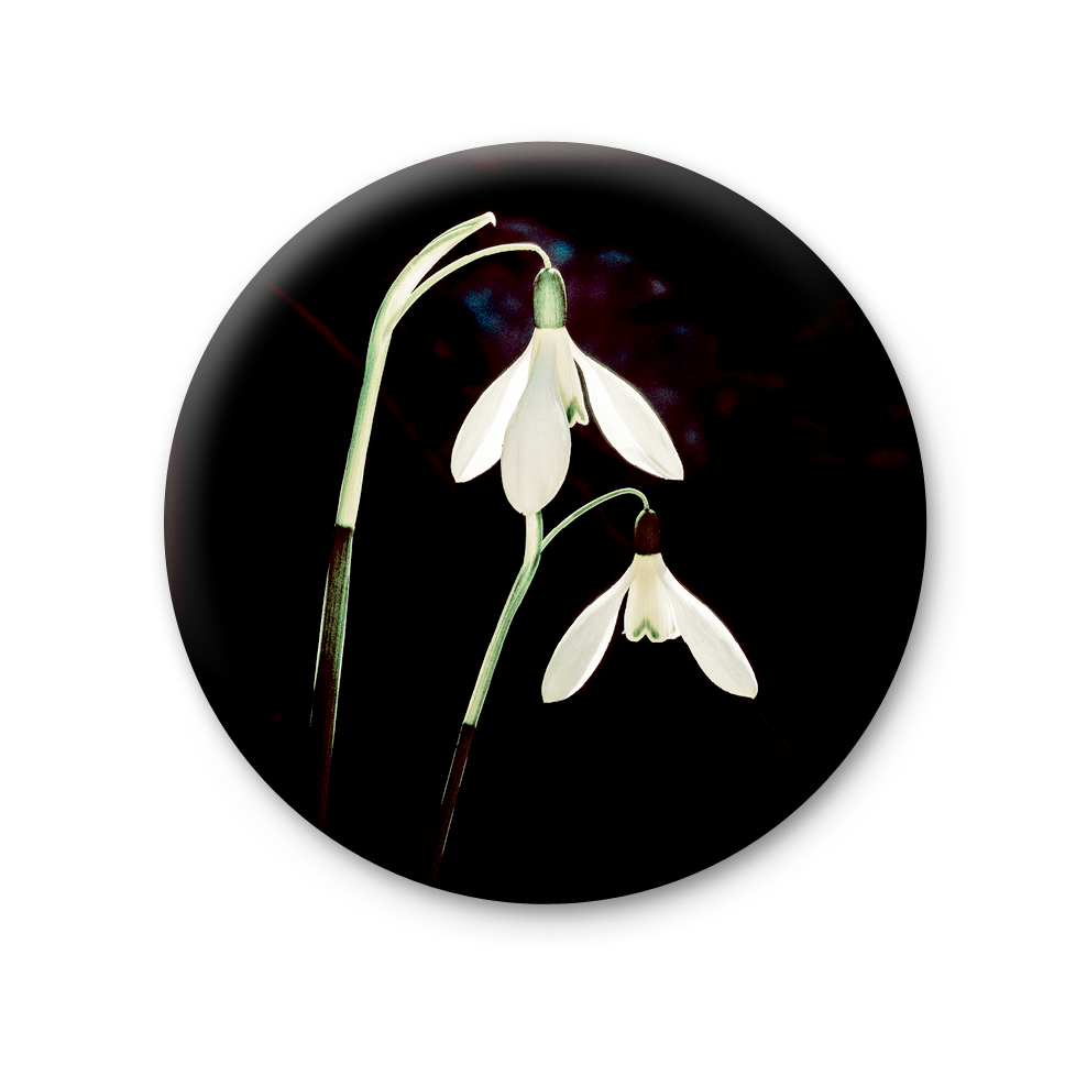 Snowdrop Png (black, silver, white)