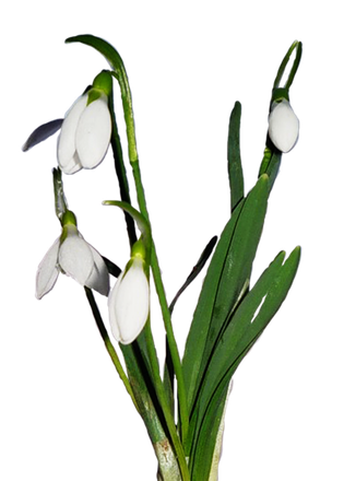 Snowdrop Transparent Background (black, beige)