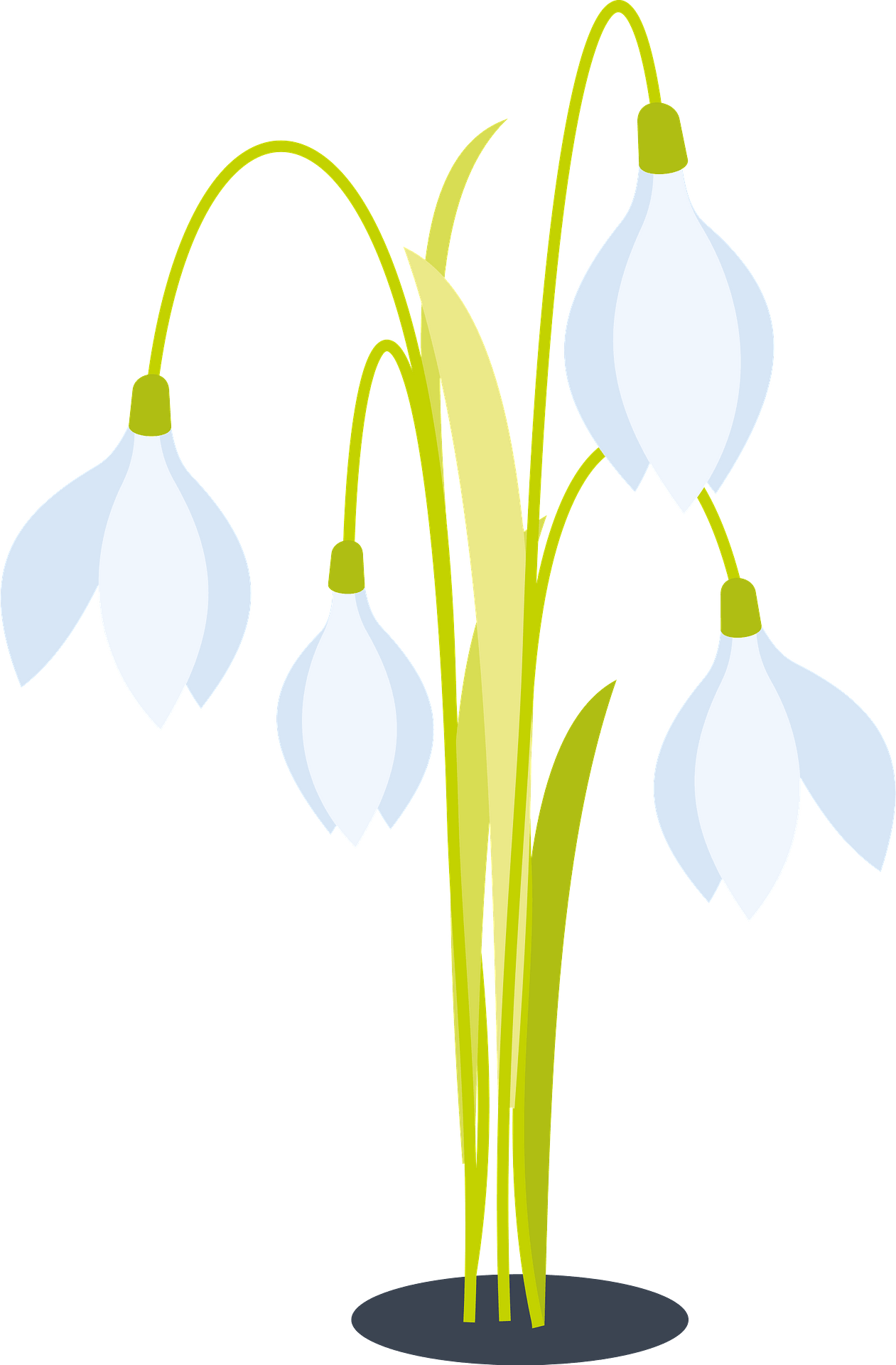 Snowdrop Transparent Images Png (indigo, lavender, white, gray)