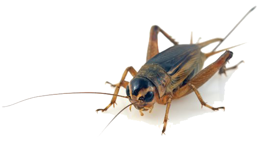 Insect Png Free Download (white)