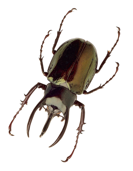 Insect Png Photo (black)