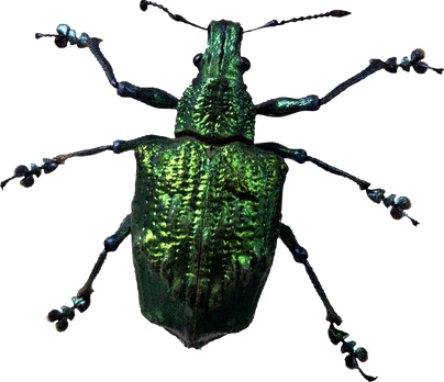 Insect Png Photos (black)