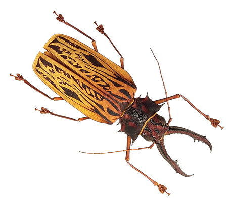 Insect Png Picture (black)