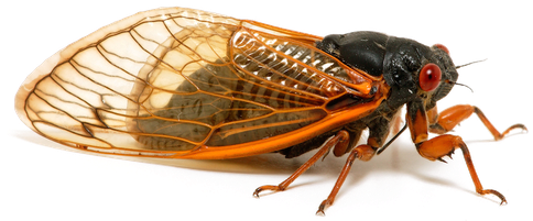 Insect Png Transparent Image (white, lavender, black)