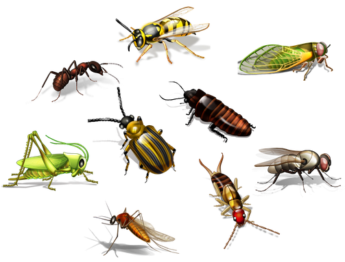 Insect Png Transparent Picture (black)