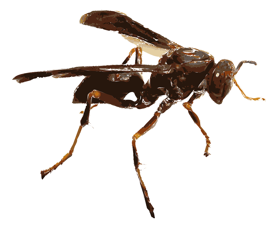 Insect Png Transparent (white, black)