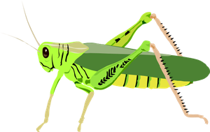 Insect Transparent Background (gray, olive, yellow, black)