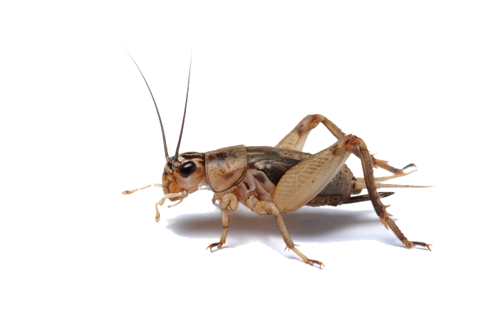 Insect Transparent Png (white)