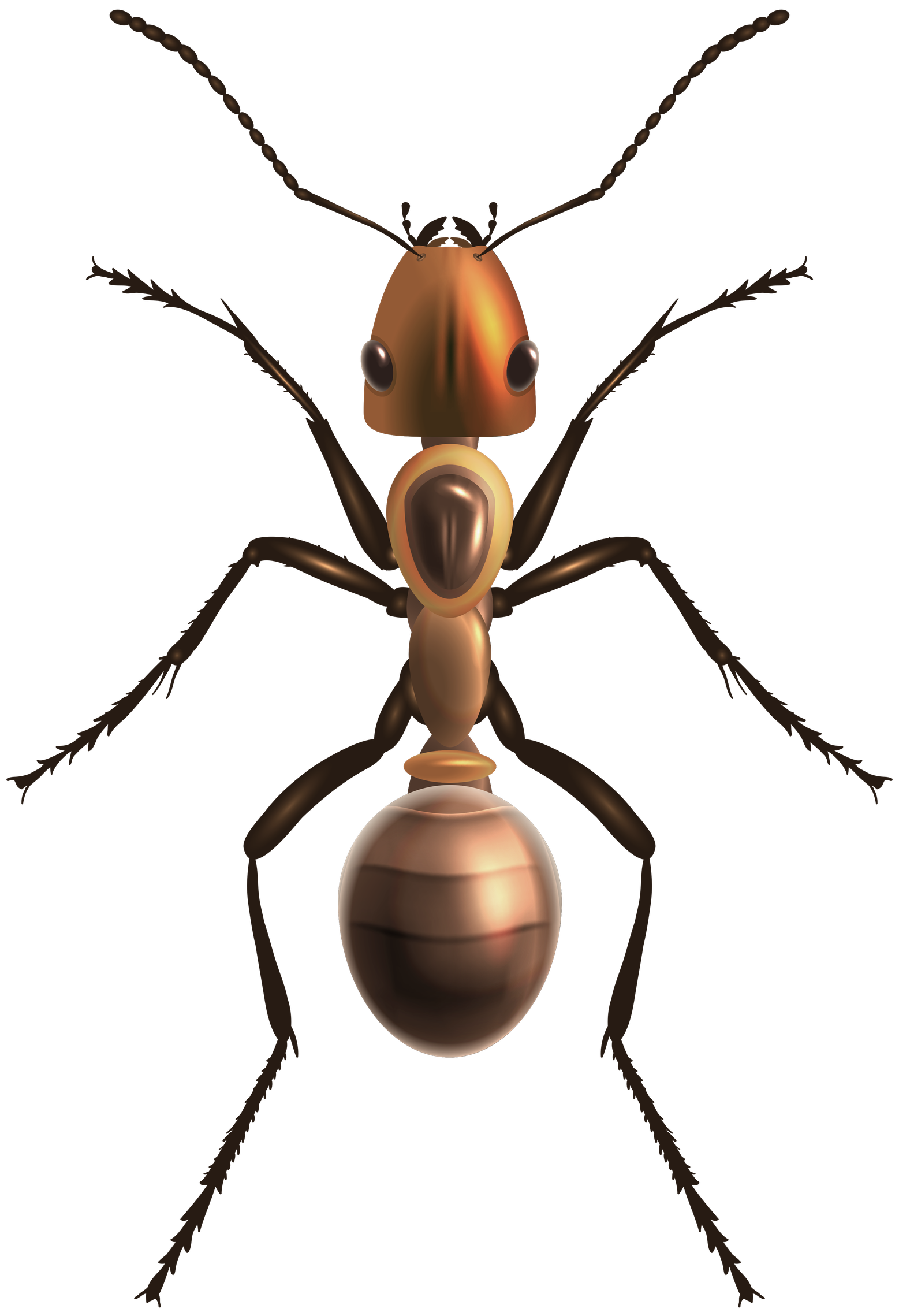 Ants Png Clipart (black)