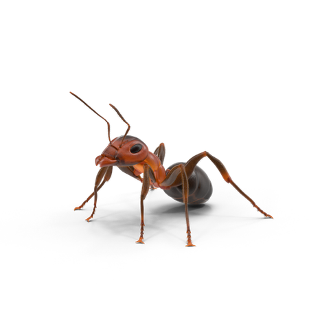 Ants Png File (black)