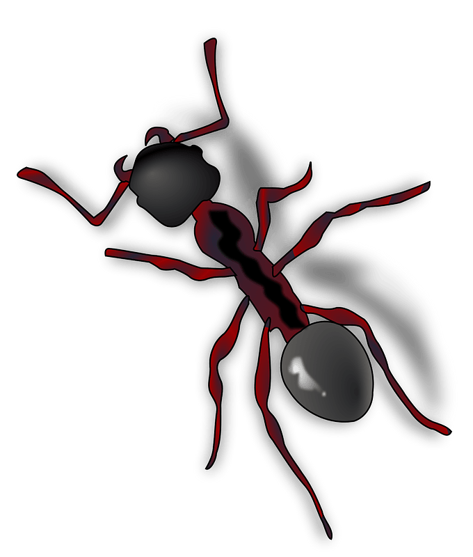 Ants Png Hd Isolated (black, gray)