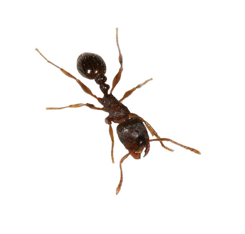 Ants Png Hd (black)