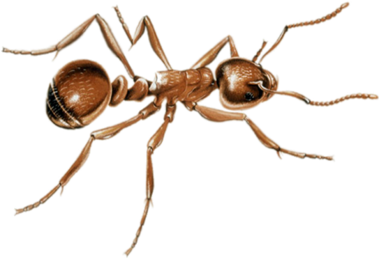 Ants Png Image (black)