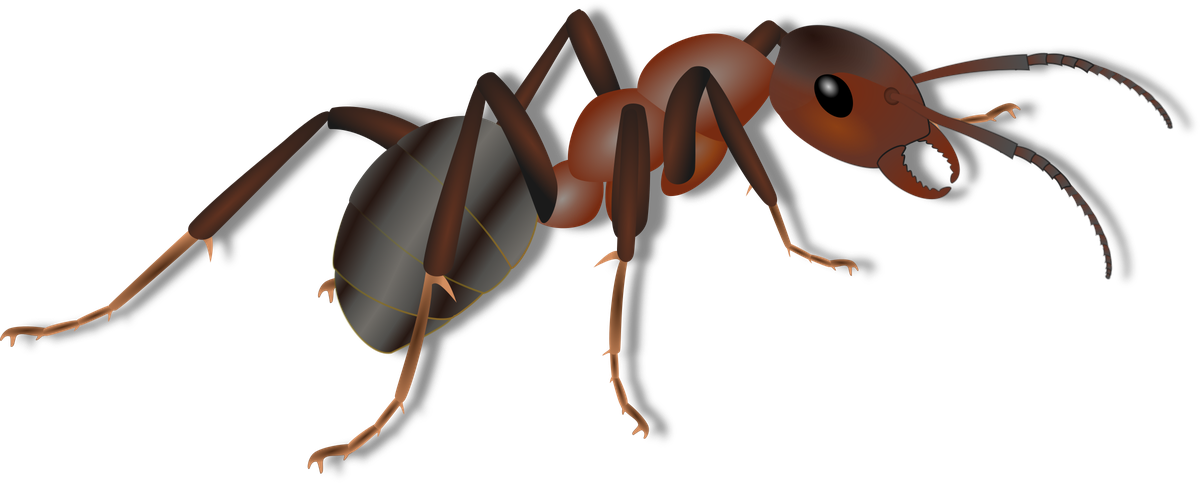 Ants Png Isolated Picture (black)