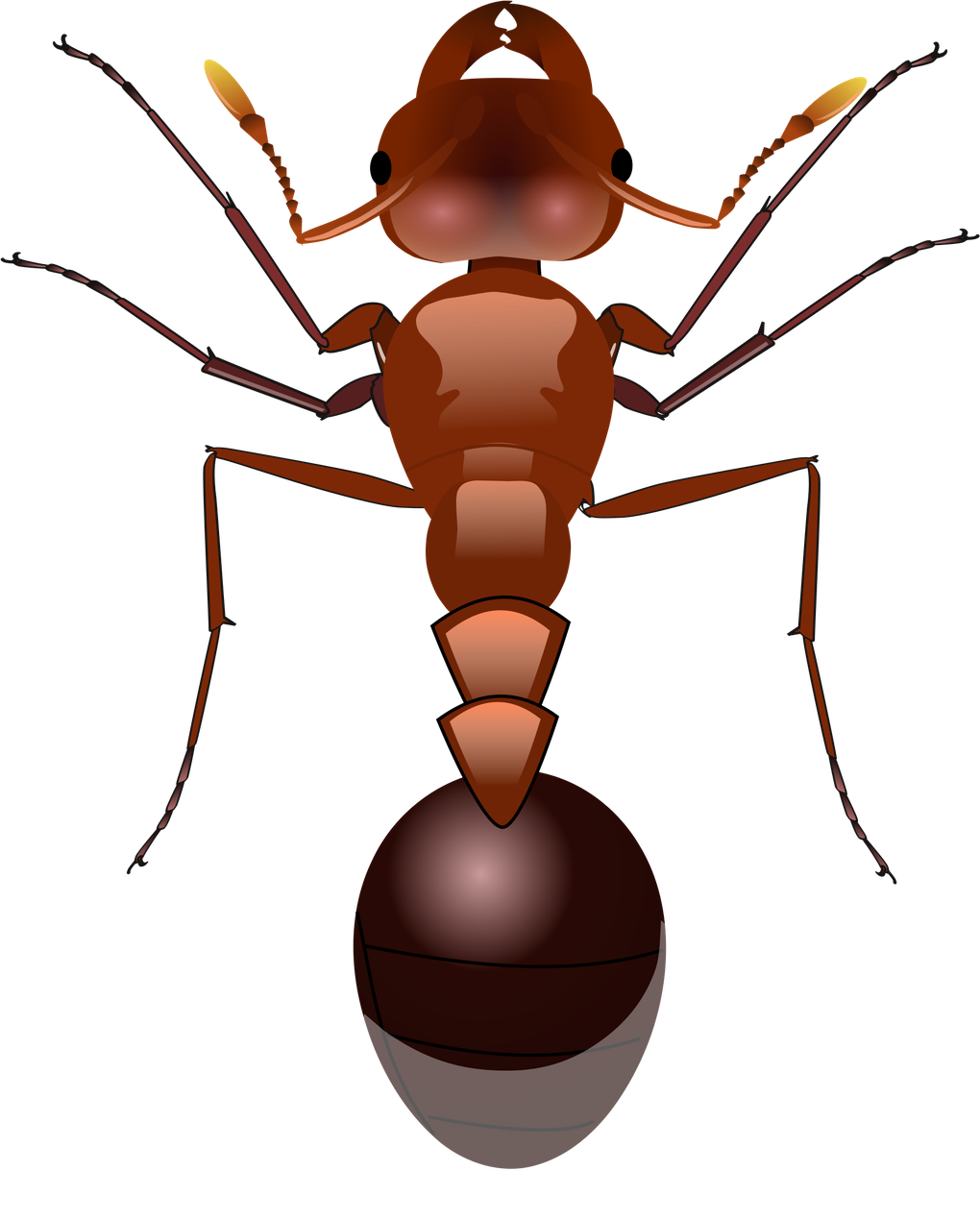 Ants Png Isolated Transparent Hd Photo (white, maroon, black, gray)